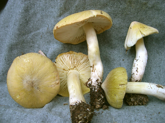 Tricholoma davisiae